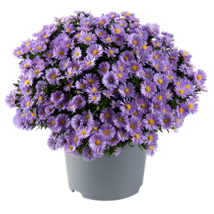 Bild von Asters P19 Light purple